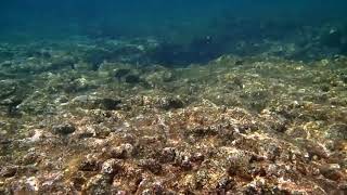 20180526綠島潛旅 Lyudao 自由潛水 freediving