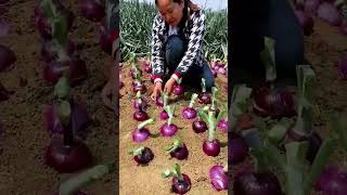 The process of harvesting green onion