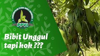 BIBIT VANILI UNGGUL??? Kebun Panili Pulau Dewata