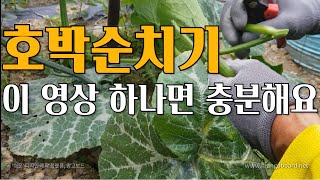 이 영상하나로 종결! 호박순치기방법, 호박순자르기, 호박순치기