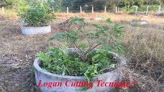 Logan Cutting Technique/ វិធីកាត់តែងដើមមៀនអោយធំលឿន