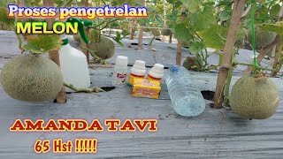 Proses Pengetrelan Melon AMANDA TAVI...65  Hst