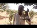 hoskote apple farm apple farming kashmiri apple karnataka apple basavaraju valmiki hoskote