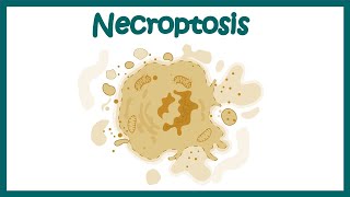 Necroptosis, definition, pathway, mechanism, combination of necrosis and apoptosis