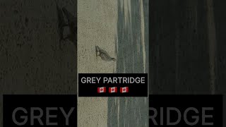 Grey Partridge | Grey Partridge Sound #shorts #greypartridge