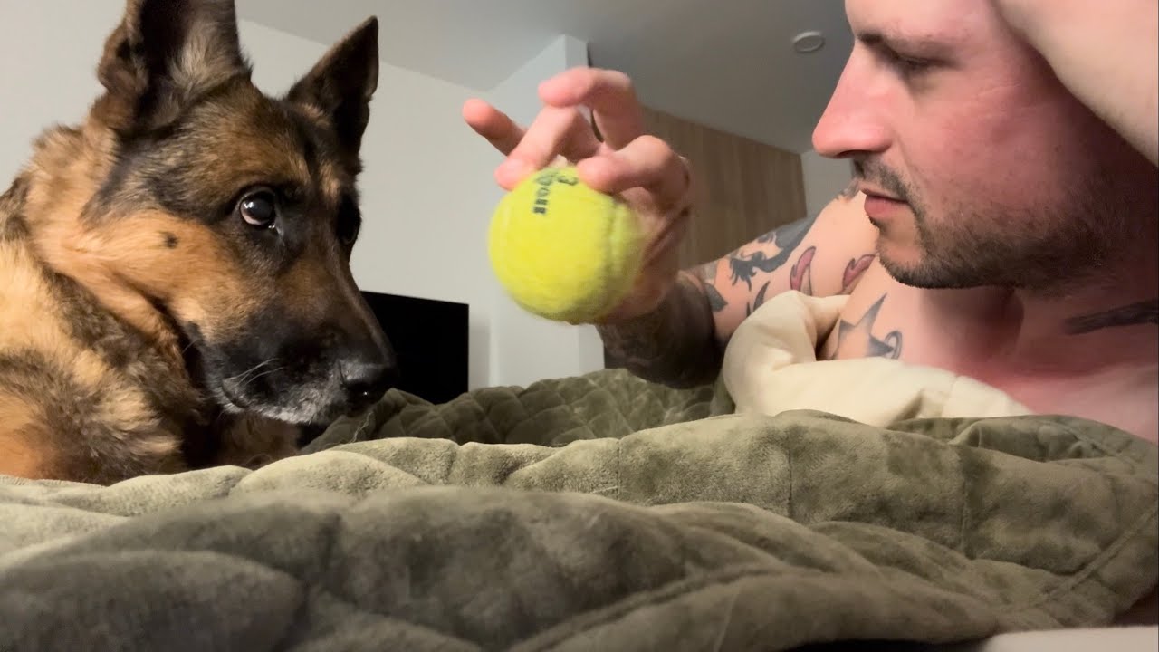 Morning Dog Love Asmr Youtube