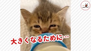 子猫ちゃん「まだまだニャ…！」