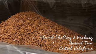 Almond Shelling \u0026 Packing