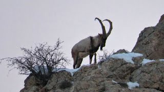 Wild Goat (a.k.a. Bezoar) - Capra aegagrus, Armenia