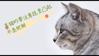 养猫的要注意这里凸起不是肥胖