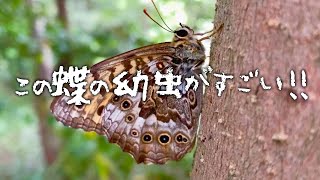 サトキマダラヒカゲは幼虫がすごい!!【愛知県森林公園】