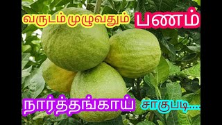 கை நிறைய பணம் கொடுக்கும் நார்த்தங்காய் சாகுபடி , தென்னந்தோப்பிற்கு ஏற்ற ஊடுபயிர்