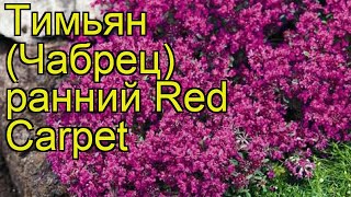 Тимьян (Чабрец) ранний (Red Carpet). Краткий обзор, описание характеристик, где купить саженцы