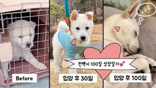 강아지의 100일간의 성장과정♡ 제주 유기견에서  서울 천재견이 되기까지 ㅣ사지 말고  입양하세요 ㅣ유기견 입양 전후