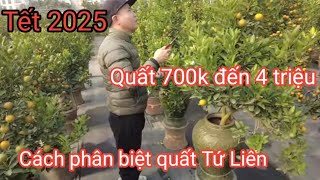 Chợ phiên tết Hà Nội năm 2025  Giá quất Tứ Liên và cách phân biệt quất Tứ Liên so với quất khác