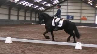 Stal Okkema´s Tom competing for the first time L1 dressage