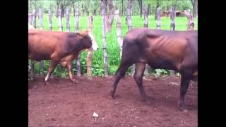 RLMS 2014-016 MWENEZI 40 Steers ESTLW 275kg (250-320)MT