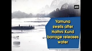 Yamuna swells after Hathni Kund barrage releases water  - #ANI News