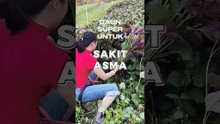 Daun Super Kaya: Rahasia Kekayaan Alam