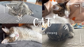 【目の癒し】ただただ猫ちゃんがお昼寝してる動画