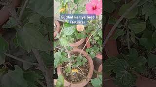 Gudhal ke liye best fertilizer #shortvideo #gardening #hibiscus #garden #flowers