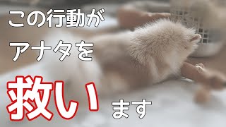 【ペットロス】アナタの悲しみを減らす方法【犬を飼うと言う事】