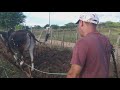 arando a terra com junta de bois como antigamente no sertÃo pernambucano