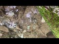 계곡에 비닐 어항을 넣자 마자 생긴일 catch a flock of fish in an instant in valley