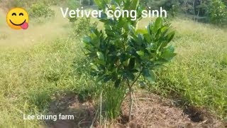 Vetiver cộng sinh là như thế nào. Cỏ vetiver. leechung farm