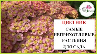 Самые неприхотливые цветы.  Тысячелистник