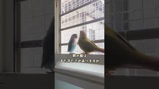 ボタンインコ　ウロコインコ　今朝の様子