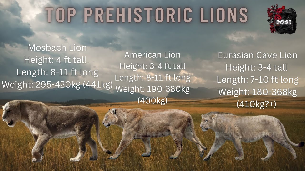 Cave Lion Size Comparison