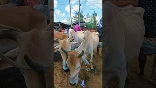 হাড্ডিসার বলোদ জোরা পানির দামে#cow #shorts #shortvideo #short #গরু