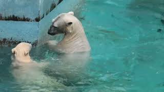 2021/09/04 天王寺動物園　ホッキョクグマ　プールで遊ぶ　イッちゃん　ホウちゃん