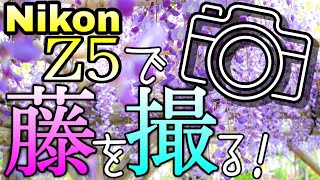 【NikonZ5】藤の名所をお写んぽ！フルサイズミラーレス凄すぎる！