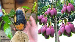 How to quickly Mangoes to produce fruit for newbies super easy from Mangoes vera