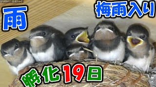 【#ツバメ】#雛 の様子　孵化19日　雨で#給餌 激減　＋ビビる雛　[2021/05/17]　Swallow chicks eat food