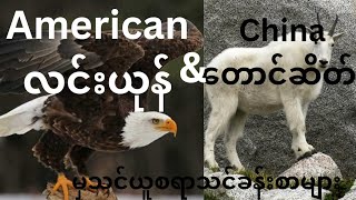 Lessons to Learn from Americal Eagle \u0026 China Mountain goad. အမေရိကန် လင်းယုန်နှင့်တရုတ်တောင်ဆိတ်