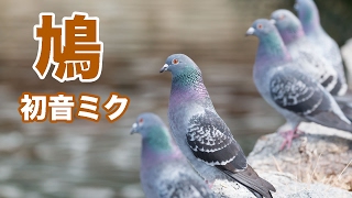 ボーカロイド初音ミクが歌う「鳩」ダンスやエクササイズや体操で踊りやすいようにダンスミュージックにアレンジしました！編曲 鈴木孝一　歌 Hatsune Miku