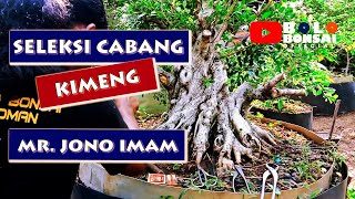 SELEKSI CABANG KIMENG (fikus microcarpa) || Jono Imam Bekasi