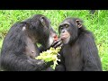 【loud】july 2021 tama zoo chimps fight over lettuce レタスでケンカになる worldchimpanzeeday