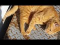 202411040833 今日のトラミ 5~7 cat 猫 みーちゃん