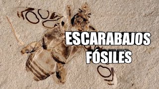 🐞 El ORIGEN de los  COLEÓPTEROS 🪲Escarabajos fósiles