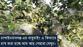 How mangoes and guavas are being cultivated in Babudaing of Chapainawabganj || Agriculture Beauties