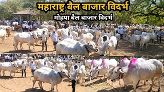 मोहपा बैल बाजार नागपुर विदर्भ महाराष्ट्र ♉ 2025 √ maharashtra bail bazaar mohpa | nagpur bail bajar