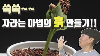 쑥쑥~~ 자라는 마법의 흙? 만들기~!!!