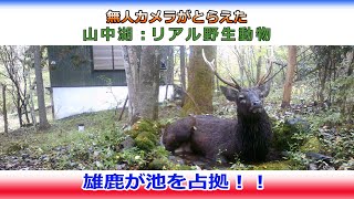 無人カメラがとらえた山中湖：リアル野生動物 雄鹿が池を占拠！！