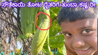 ಸೌತೆಕಾಯಿ ತೋಟ 😳 ರೈತರಿಗೆ ತುಂಬಾ ಕಷ್ಟ ರೀ Cucumber garden