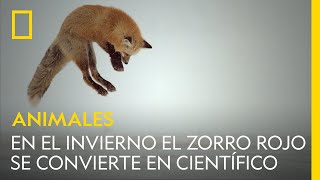 Cuando llega el invierno el zorro rojo se convierte en científico | NATIONAL GEOGRAPHIC ESPAÑA