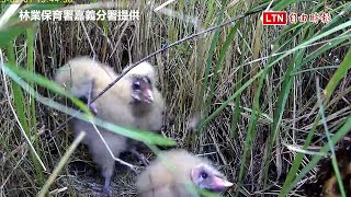 全台僅剩500隻！圍網保育「草鴞幼兒園」 3隻寶寶健康長大（林業保育署嘉義分署提供）